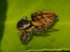 Carrhotus xanthogramma